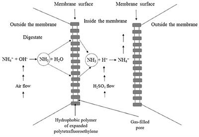 Recovery of Ammonia in Raw and Co-digested Swine Manure Using Gas-Permeable Membrane Technology